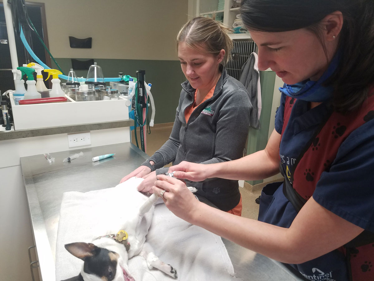 veterinarian examining the dog
