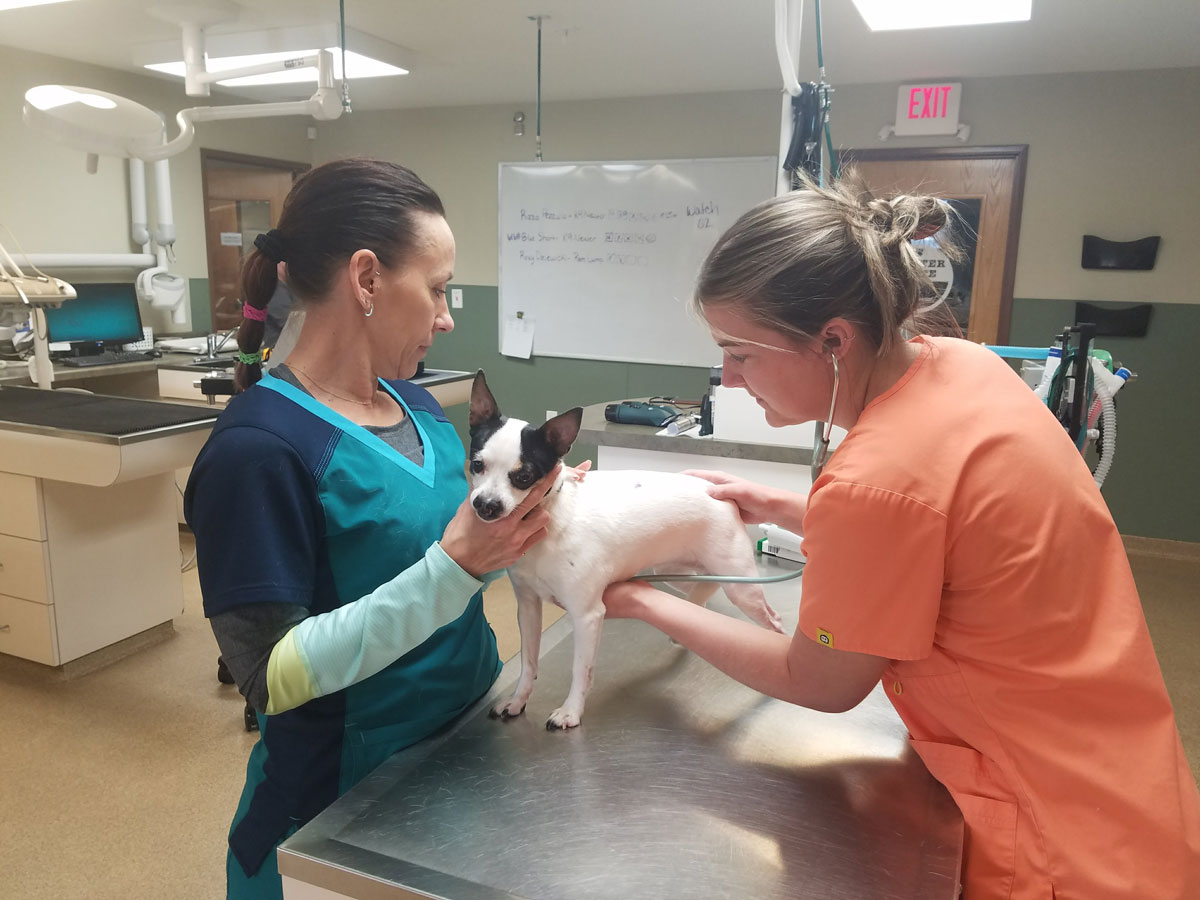 veterinarian examining the dog