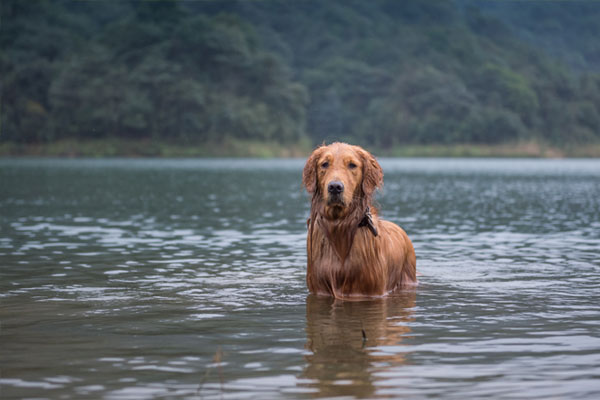 golden retriever in the river
