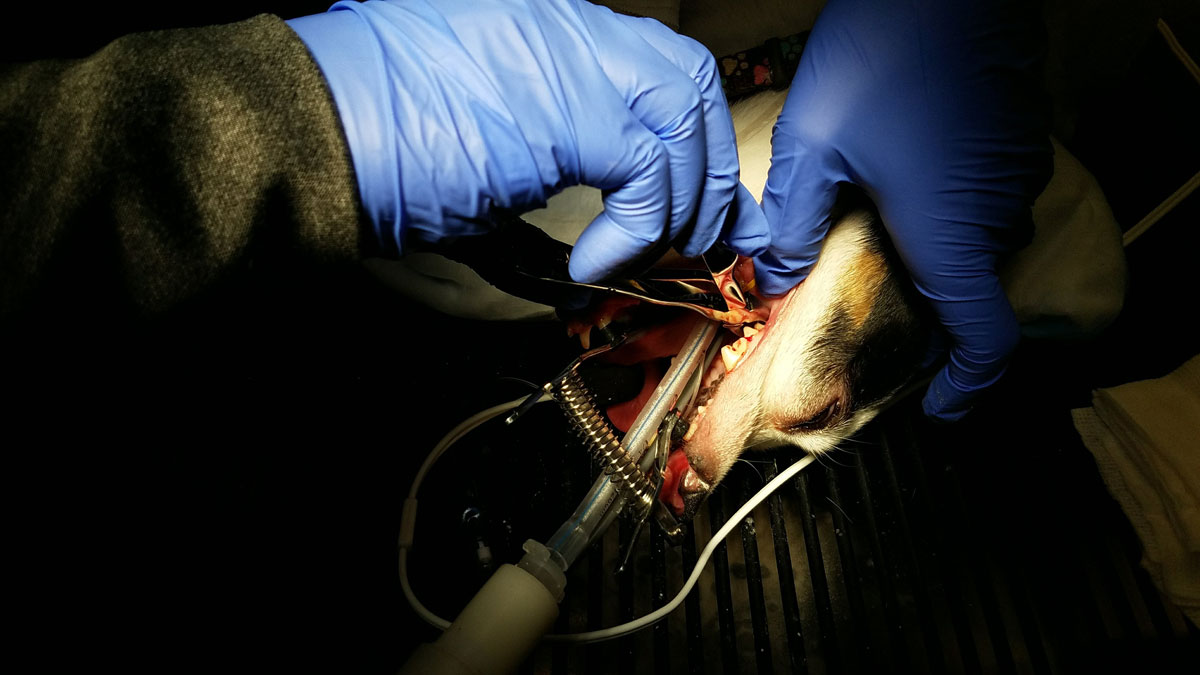 Dental procedure on the dog