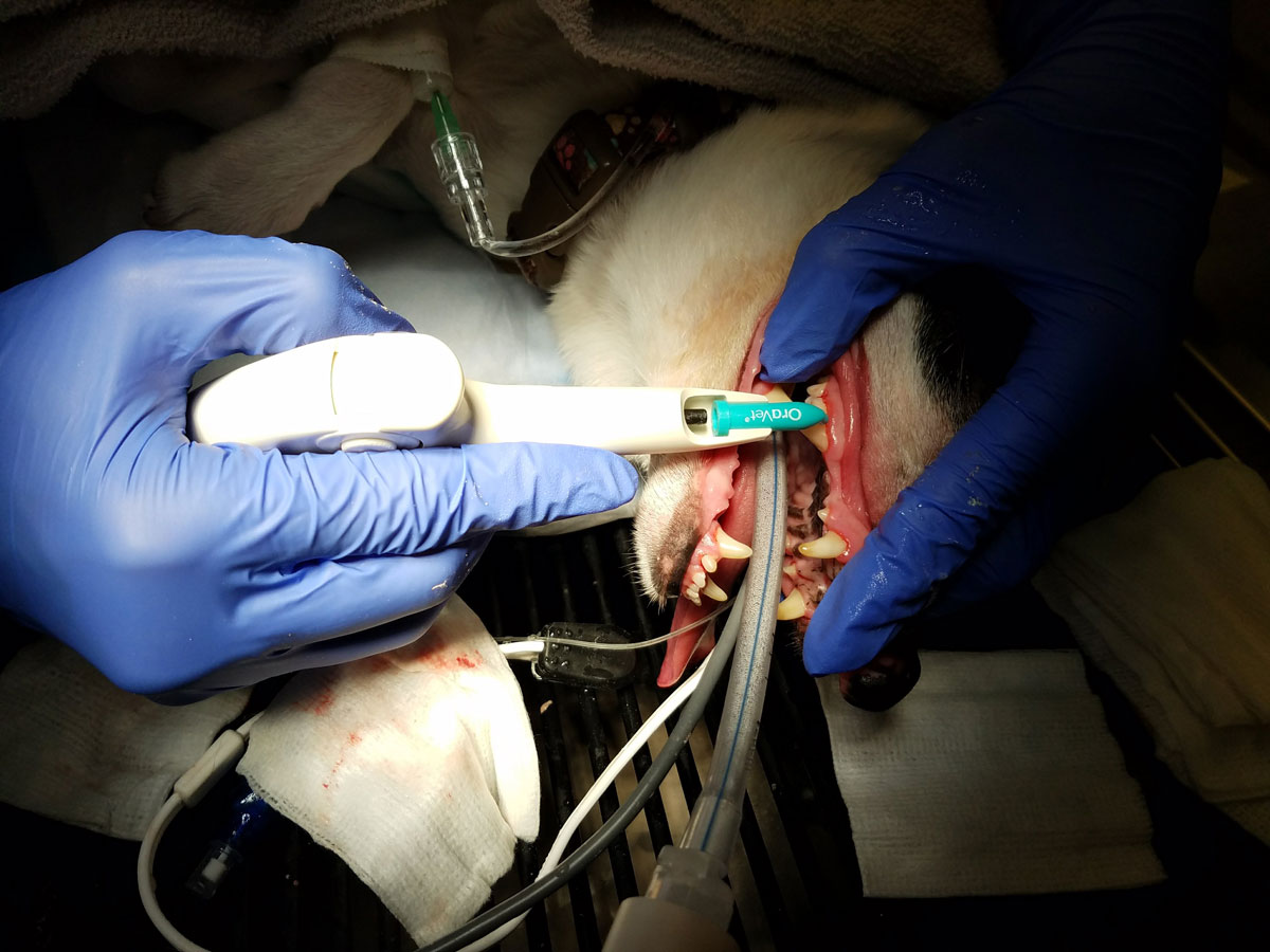 Dental procedure on the dog