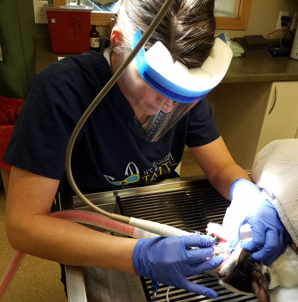 Dental procedure on the dog