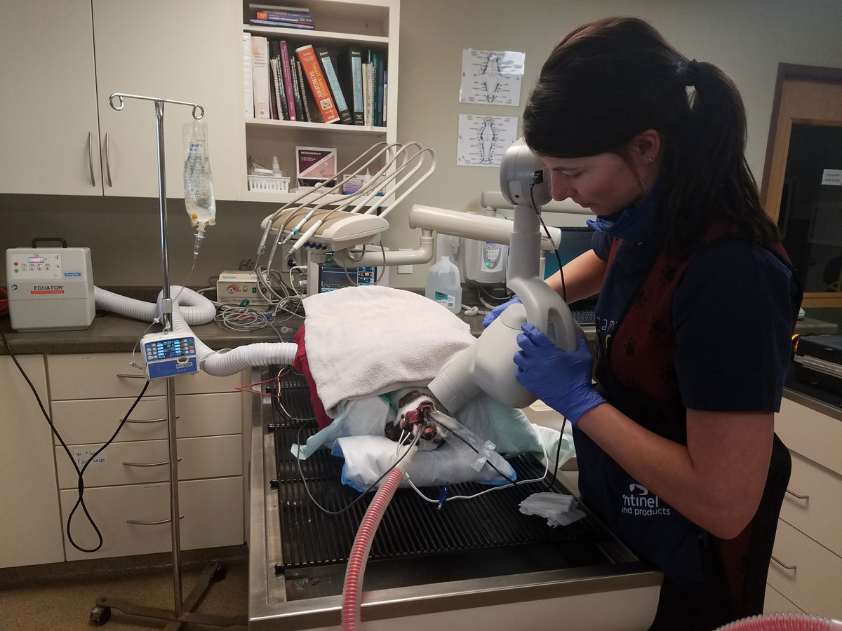 Technician performing dental treatment on dog