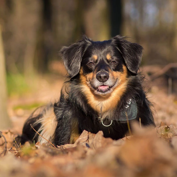 Dog lies in the foliage and looks into the camera