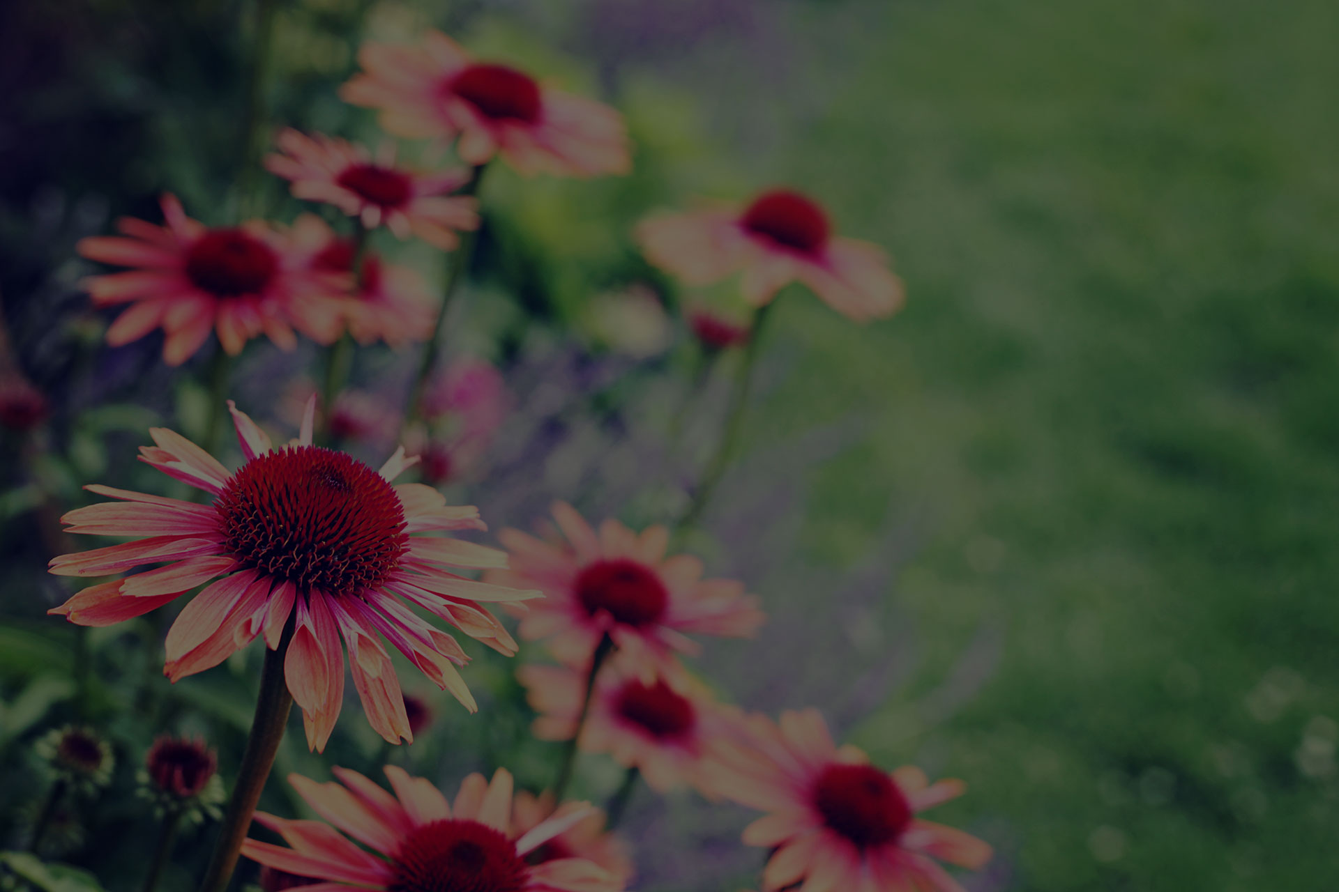 echinacea flowers in garden - flowers and plants