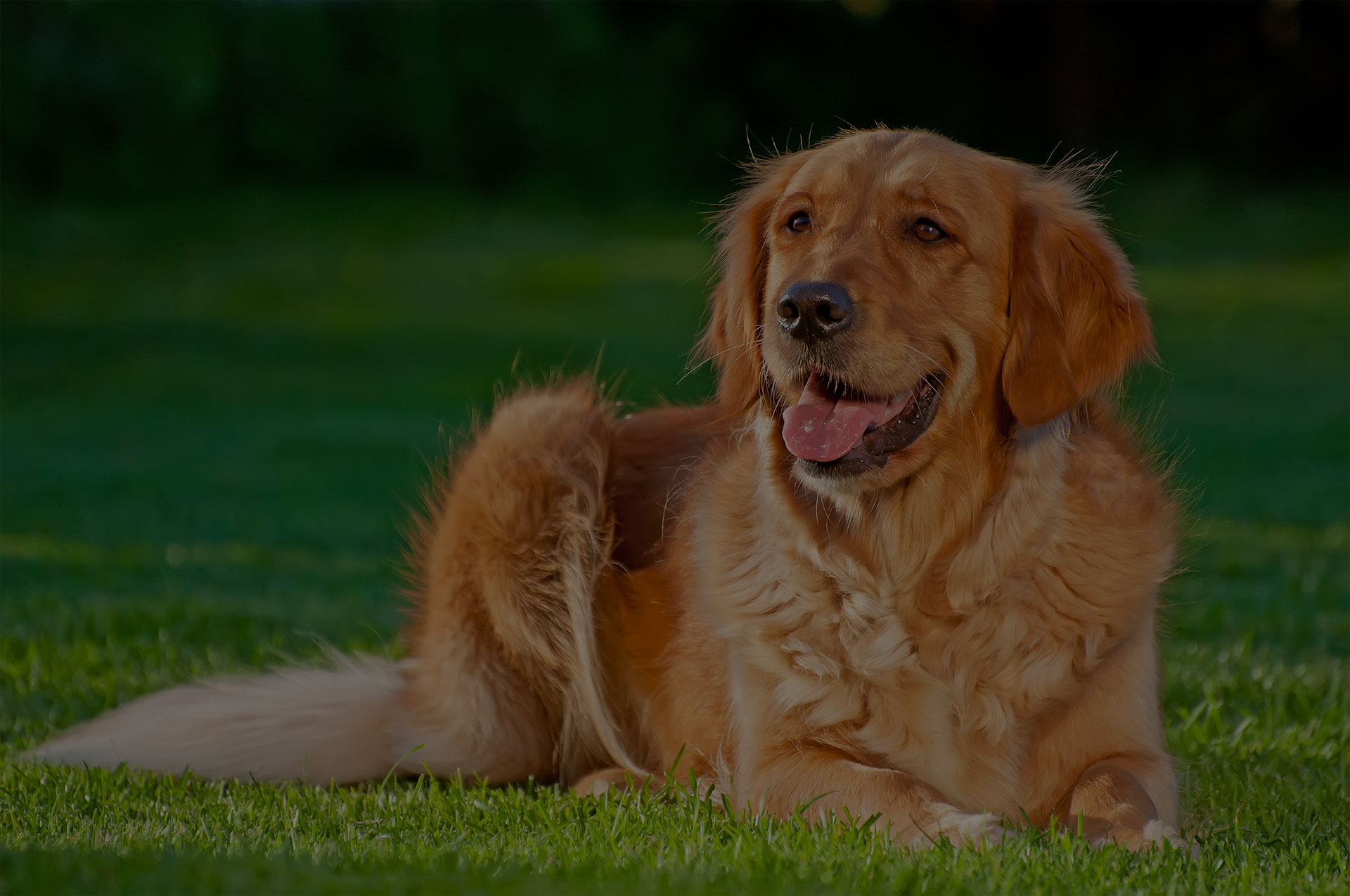 Picture of a Golden Retriever