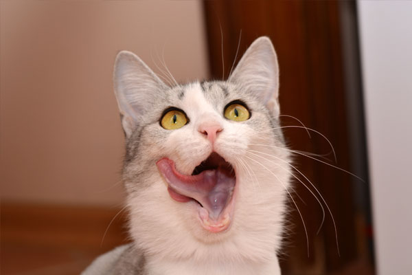 Licking cat