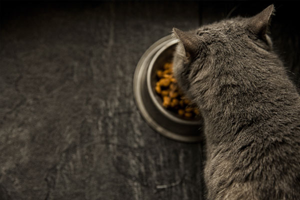 Grey cat eating food