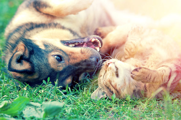 Dog and cat best friends playing together outdoor
