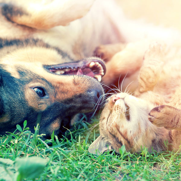 Dog and cat best friends playing together outdoor