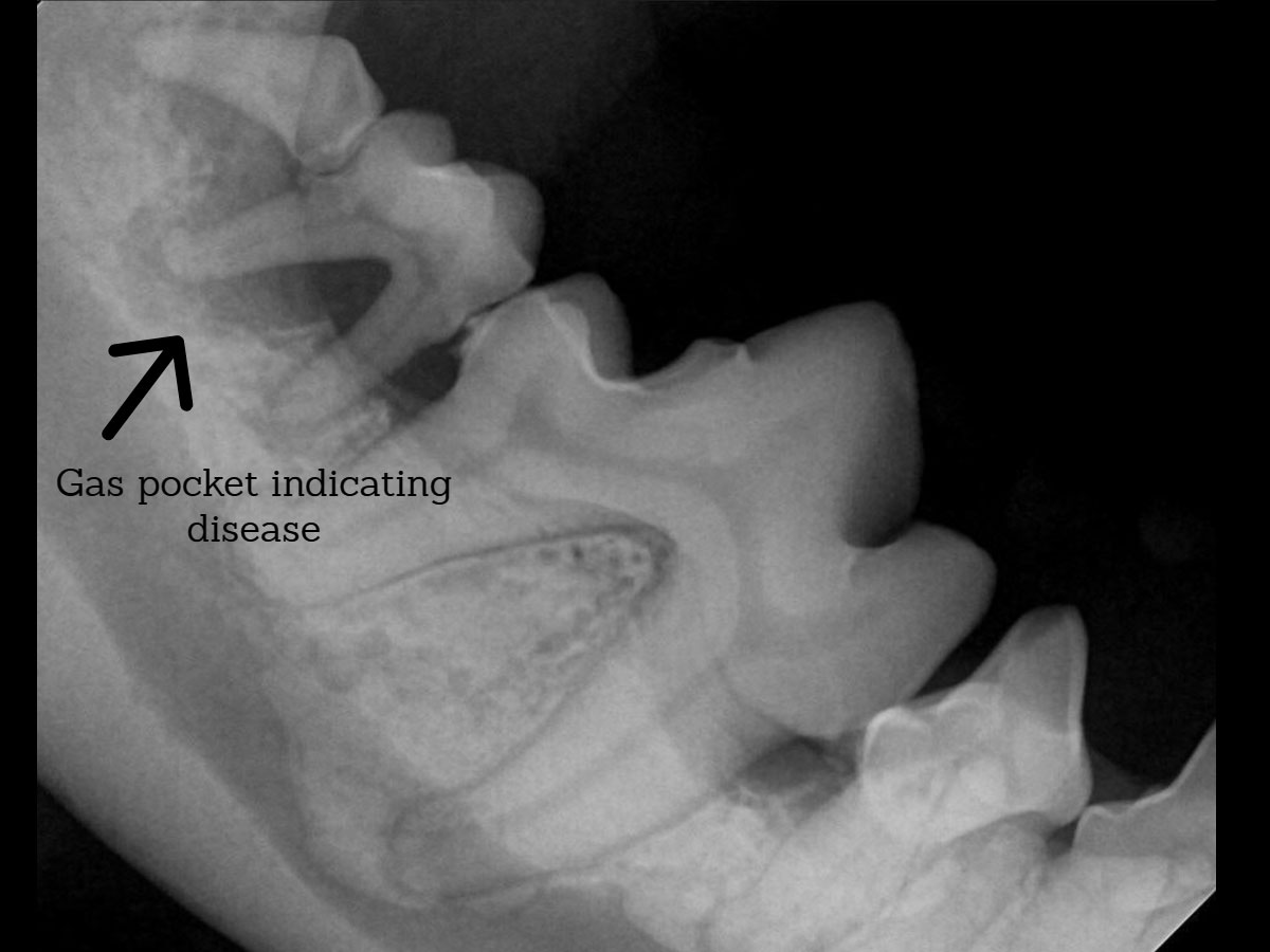 Tooths X Ray
