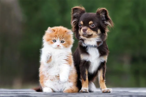 adorable chihuahua dog and kitten posing together outdoors