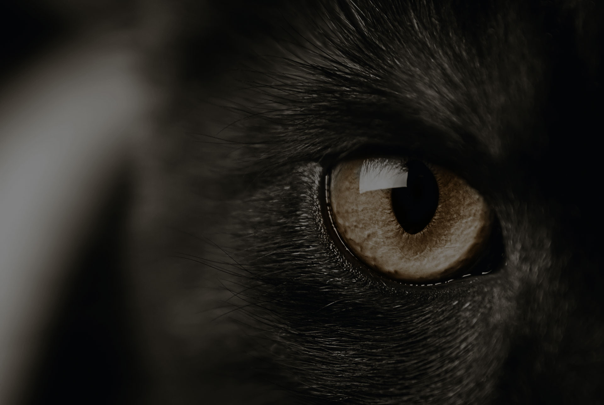 Cat eye close up