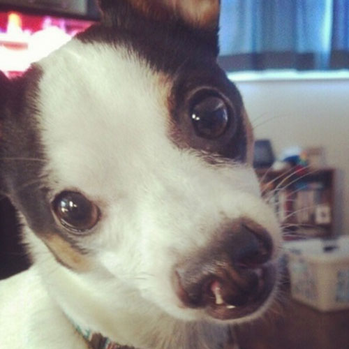 Sick dog close up face