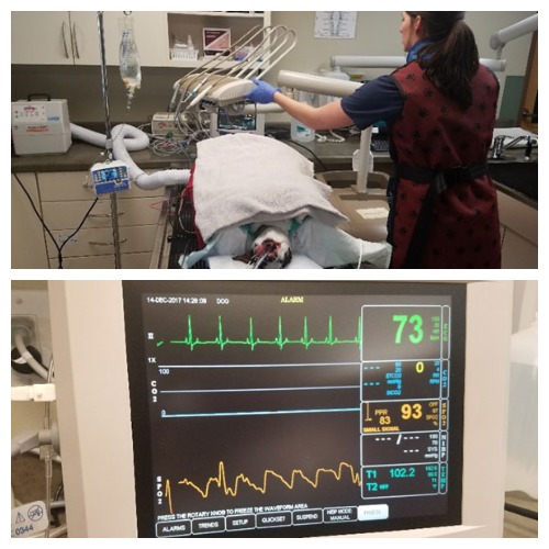 Dog recovering and medical monitor