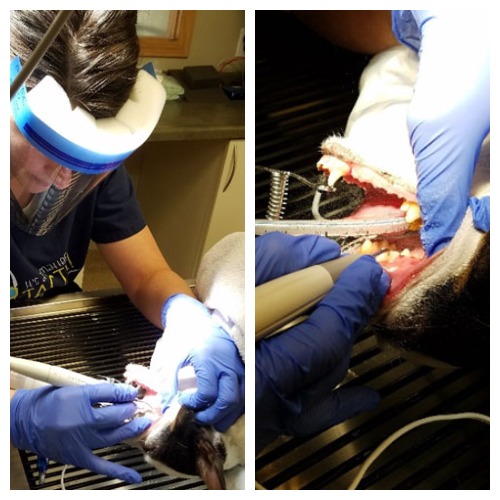 Dental treatment on dog