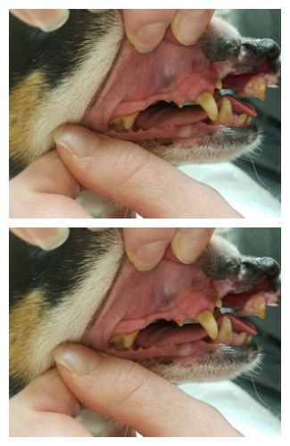 Veterinary examining dog's teeth