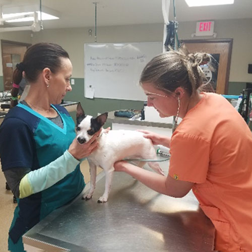 Veterinarian examining the dog