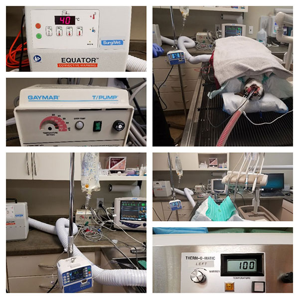 Dog recovering and various hospital machines