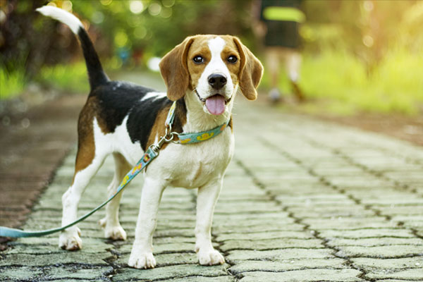 Beagle puppy standing on the walkway in public park with sunlight